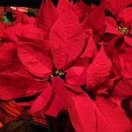 クリスマスプレゼント