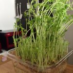 実はすごい！！