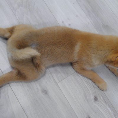 股関節の柔軟性