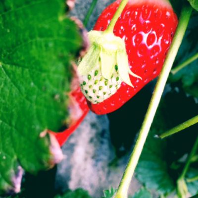 内臓不調と肌荒れ改善