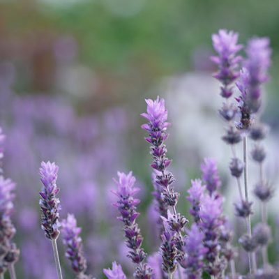 身体のお手入れ✖️お水