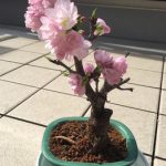 咲きました！！