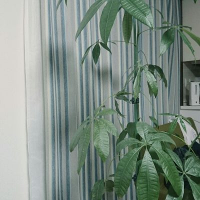 お部屋に癒しを