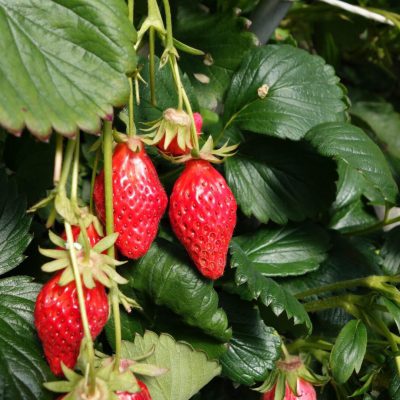 ベリ~ベリ~ストロベリー♪