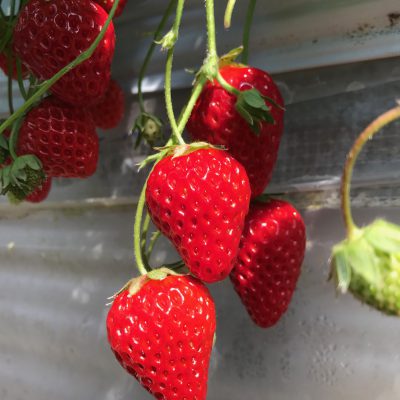 いちご狩り