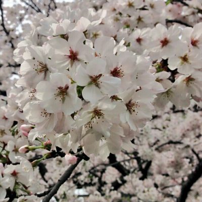 桜の季節ですね