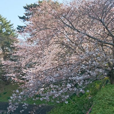 初桜