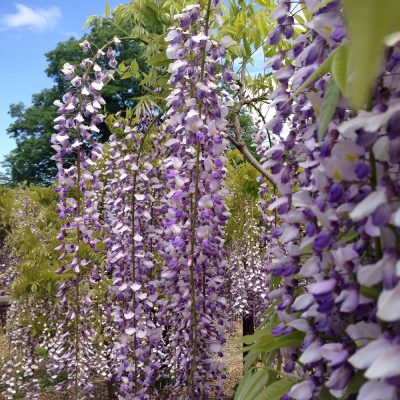 それぞれの個性