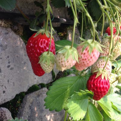 遠方からコンニチハ！