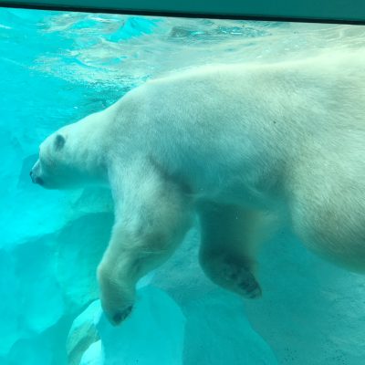 上野動物園に行ってきました♪