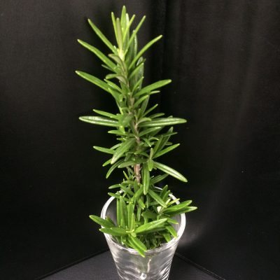 大好きなローズマリー♡