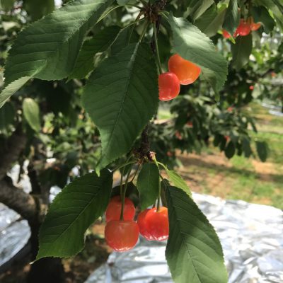 ルビーの果実♪