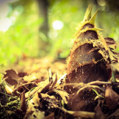 春の芽吹きとお肌の変化