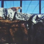 『日本平動物園』