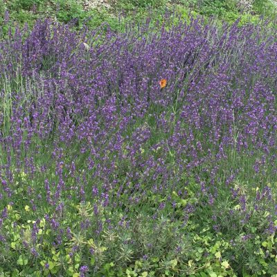 佐鳴台店の香り♪