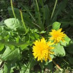 自宅の庭に・・・