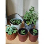 健康美を手に入れる