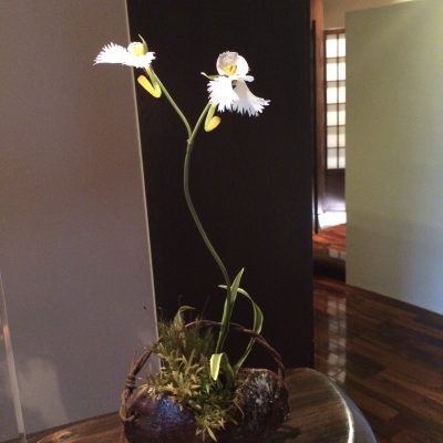 頑張っている貴女へ