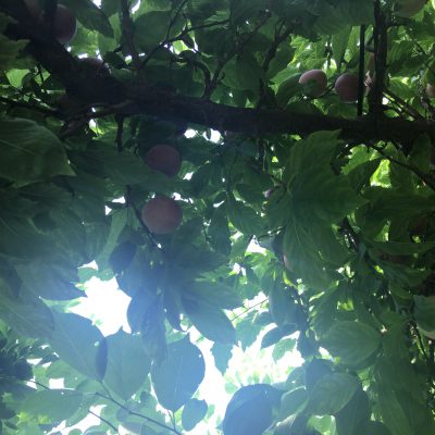 『輝きのサポートを』