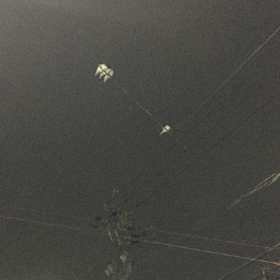 またまた小さな訪問者！