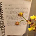 お客様のラジェ体験記