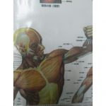 普段から肩を動かしましょう