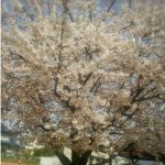 この季節のクレンジング