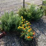 元気に育っています!