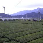 癒し効果絶大！