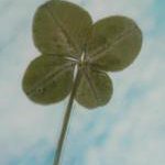 幸せのおすそ分け