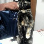 運動＋身体のケア