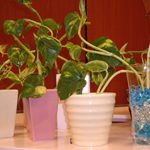 ●ポトス増殖中・・・●