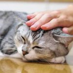 嫌いなパーツほど撫でる