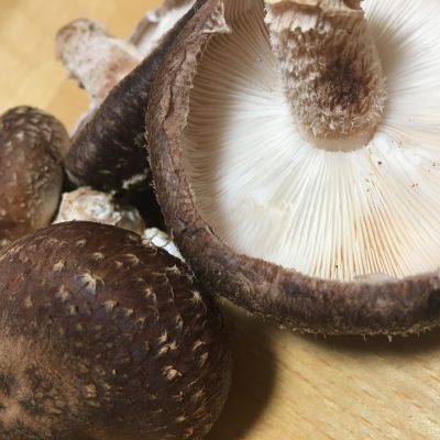 ダイエットとキノコと骨盤調整