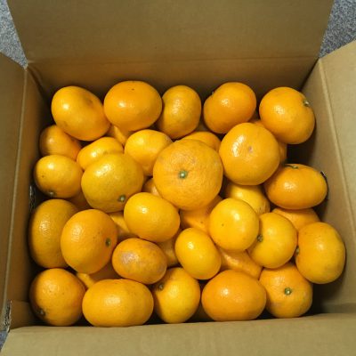 冬はやはりミカンが最高！