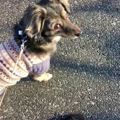 ウォーキングという名のお散歩