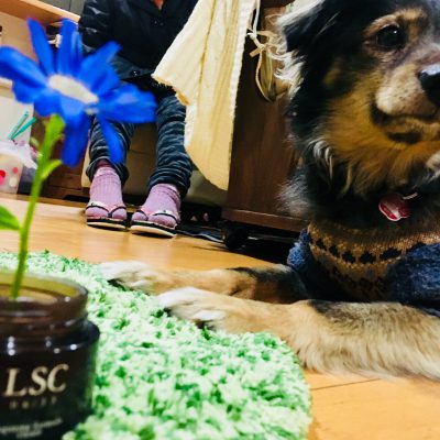 『LSCに咲く花』