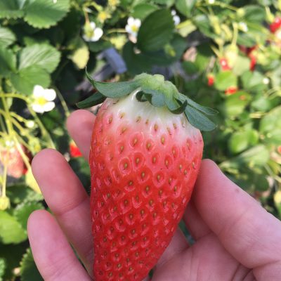 美味しくビタミン摂りましょう