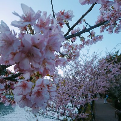 桜の効能♪