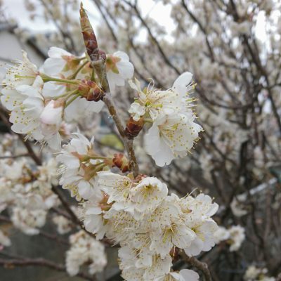 春だから！新しいこと始めよう！