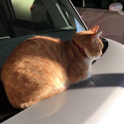 鈴木家の癒し系