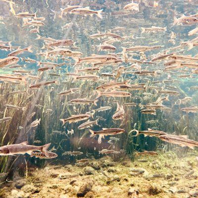 『紫外線対策フード』