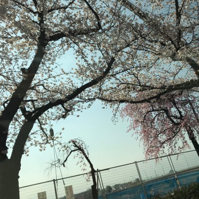 石和も桜が開花しました！