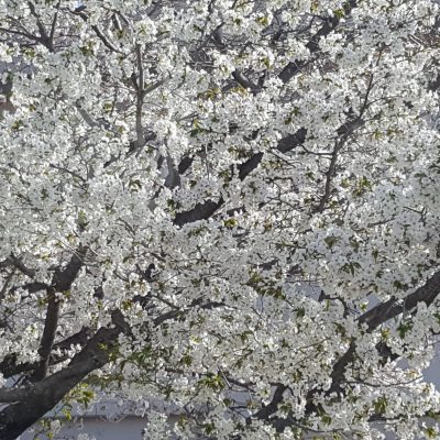 春のおわりにむけて