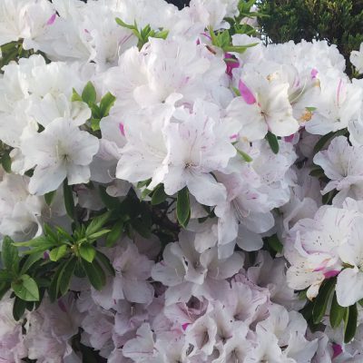 まだまだ華がたくさん☆