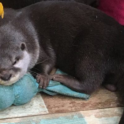 ぷにぷにの手に癒されて