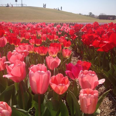 春、はじめの一歩。(ちょっぴり薬膳)