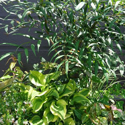 内側から美白！