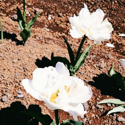 心が穏やかになる