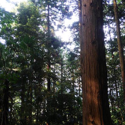 トシコの部屋～(とある休日偏)